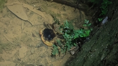 Somanniathelphusa sinensis