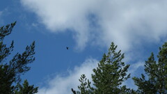 Milvus migrans migrans