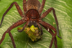 Heteropoda