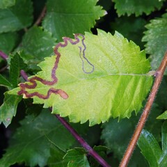 Stigmella lemniscella