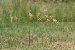 Tulbaghia leucantha