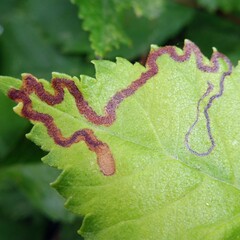 Stigmella lemniscella