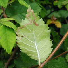 Stigmella lemniscella