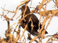 Corvus capensis capensis