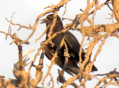 Corvus capensis capensis