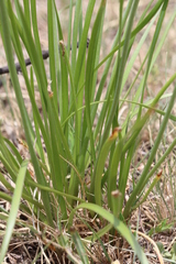 Tulbaghia leucantha