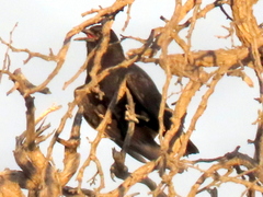 Corvus capensis capensis