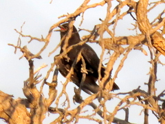 Corvus capensis capensis
