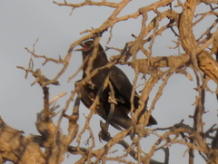 Corvus capensis capensis