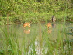 Tragelaphus spekii gratus