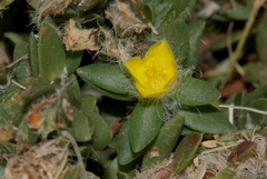 Portulaca quadrifida