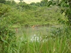 Tragelaphus spekii gratus