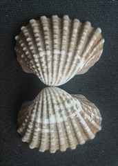 Tegillarca granosa