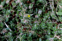 Portulaca quadrifida