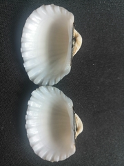 Tegillarca granosa