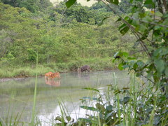 Tragelaphus spekii gratus