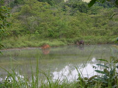 Tragelaphus spekii gratus