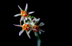 Tulbaghia leucantha