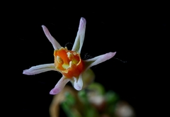 Tulbaghia leucantha