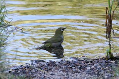Zosterops virens capensis