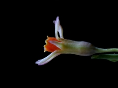 Tulbaghia leucantha