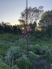 Watsonia wilmaniae