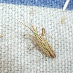 Miridius quadrivirgatus