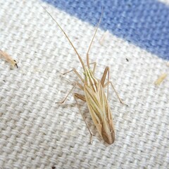 Miridius quadrivirgatus