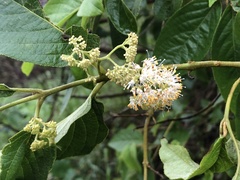 Callicarpa formosana formosana