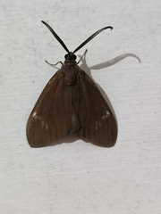 Cyclosia latipennis