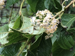 Callicarpa formosana formosana