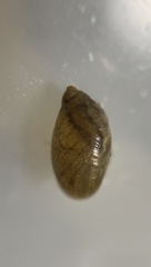 Oxyloma hirasei