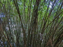 Bambusoideae