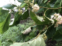 Callicarpa formosana formosana