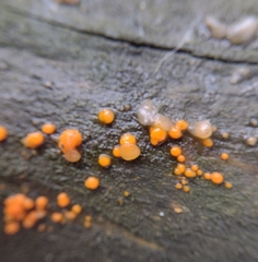 Dacrymyces stillatus