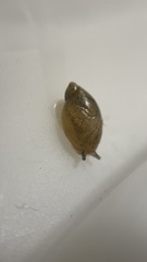 Oxyloma hirasei