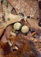 Sylvilagus floridanus