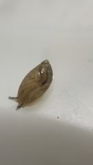 Oxyloma hirasei
