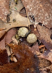 Sylvilagus floridanus