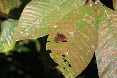 Ancistroides nigrita