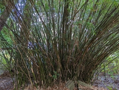 Bambusoideae