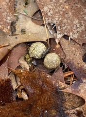 Sylvilagus floridanus