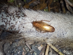 Neoblattellini