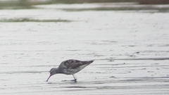 Calidris himantopus