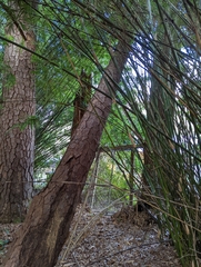 Bambusoideae