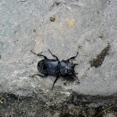 Dorcus