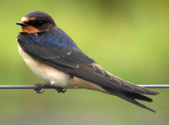 Hirundo rustica