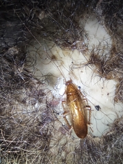 Neoblattellini