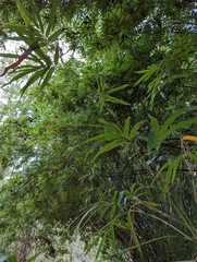 Bambusoideae