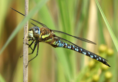 Aeshna mixta